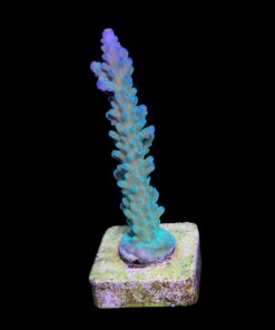 Blueberry G (Skuarosa)