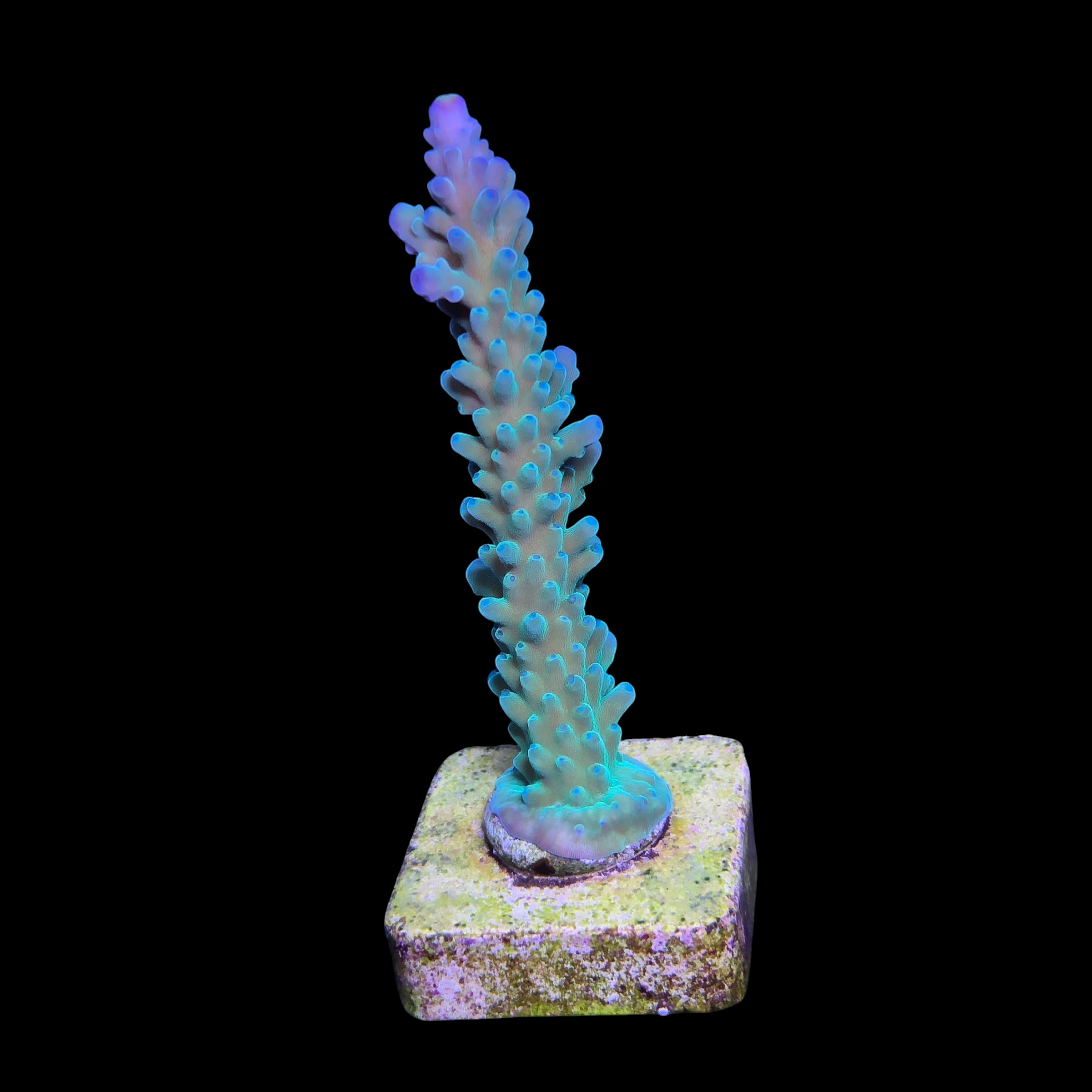 Blueberry G (Skuarosa)