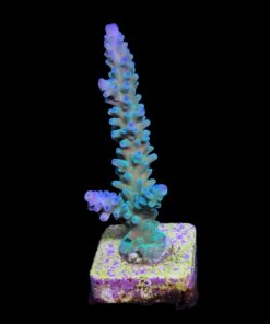 Blueberry G (Skuarosa)