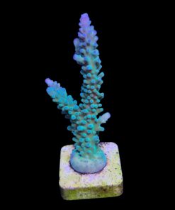 Blueberry G (Skuarosa)