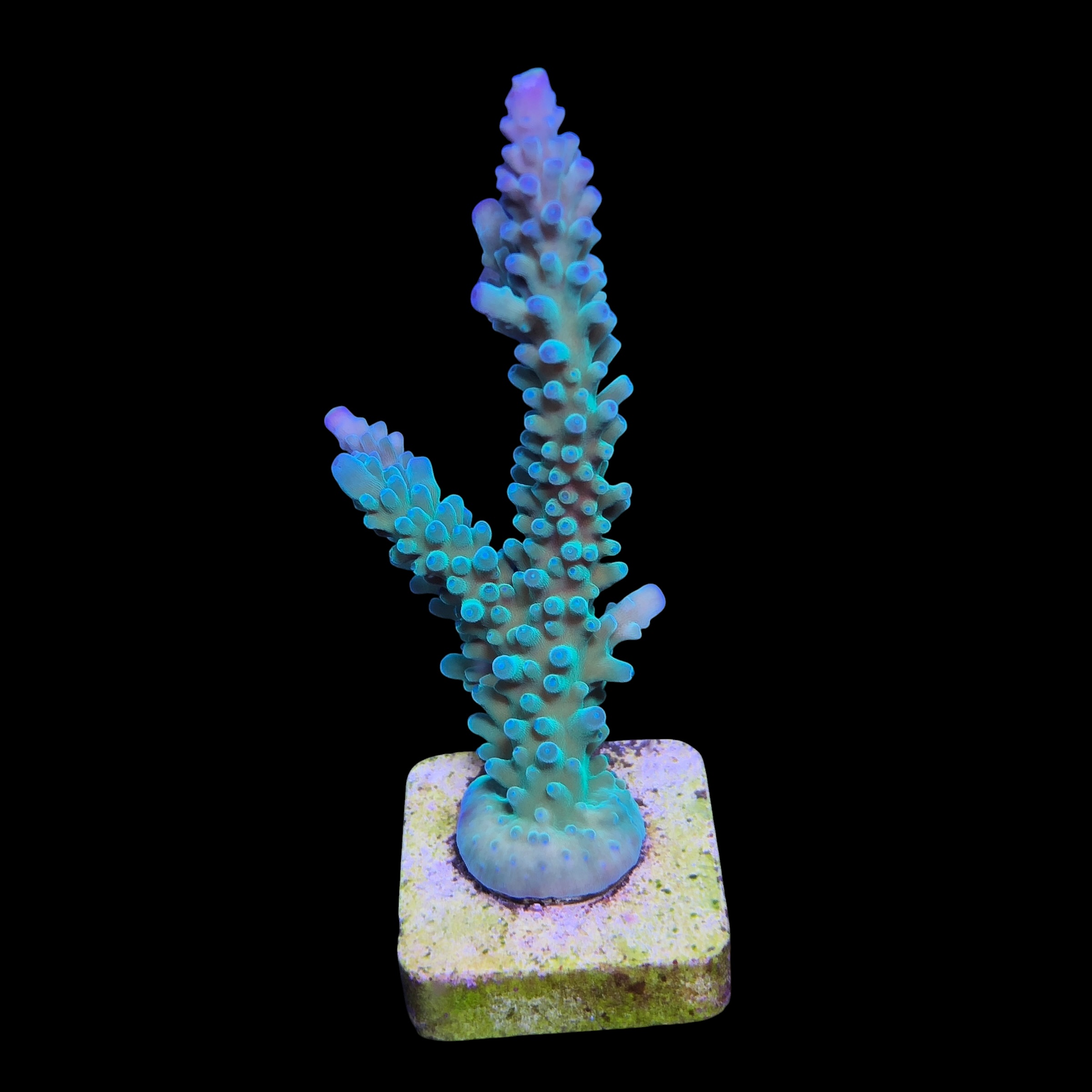 Blueberry G (Skuarosa)