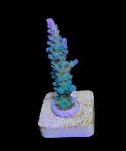 Blueberry M (Skuarosa)