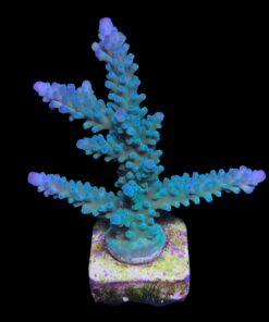 Blueberry Mini Colônia