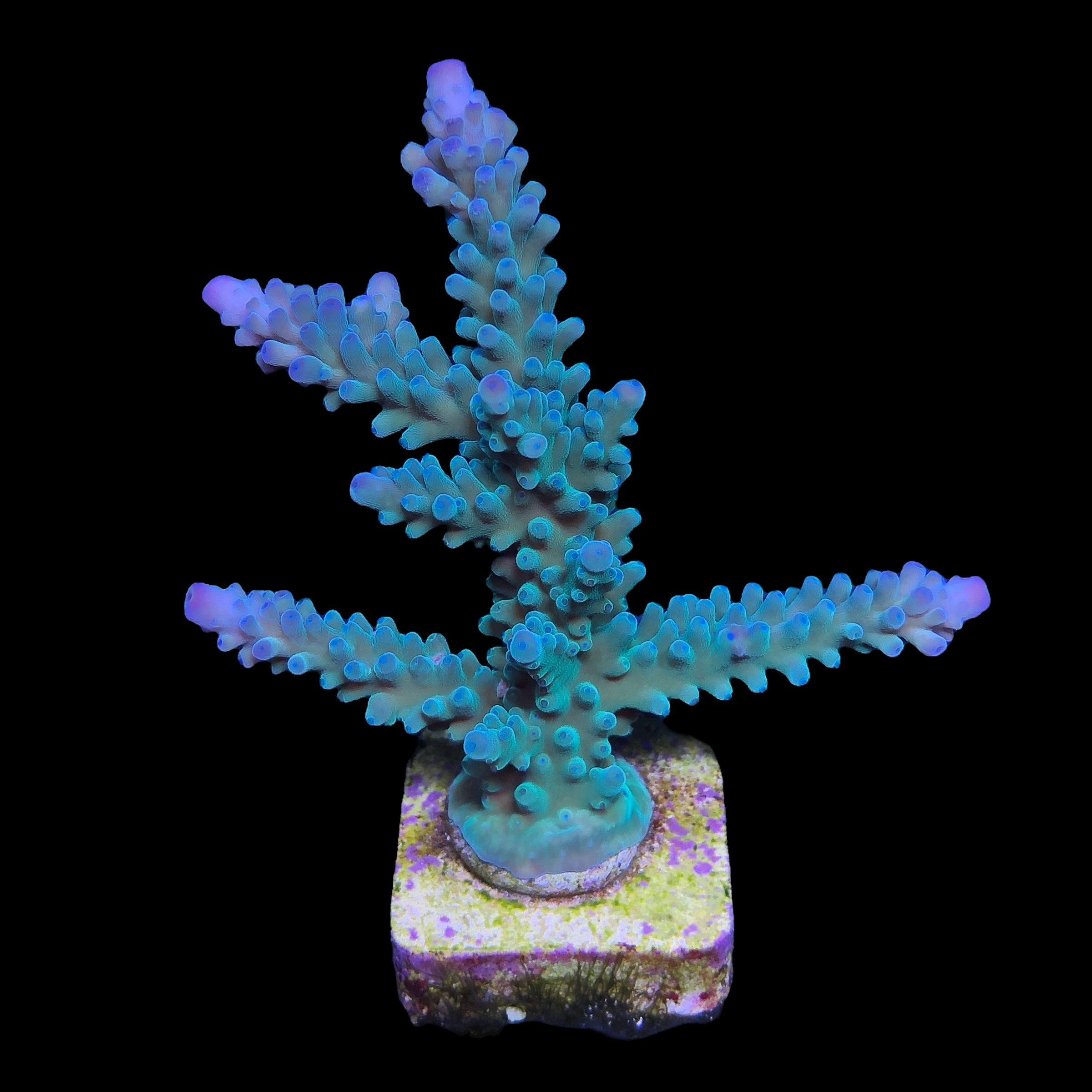 Blueberry Mini Colônia