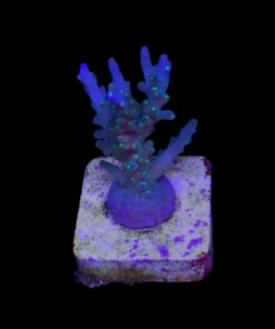 Caroliniana Purple Neon Polyps M