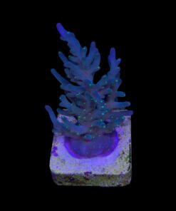 Caroliniana Purple Neon Polyps G