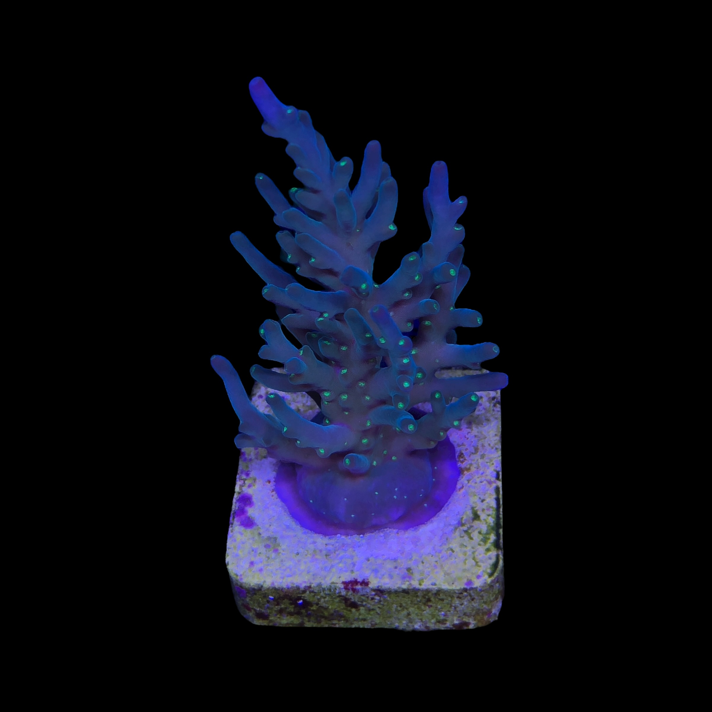 Caroliniana Purple Neon Polyps G