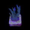 Caroliniana Purple Neon Polyps M