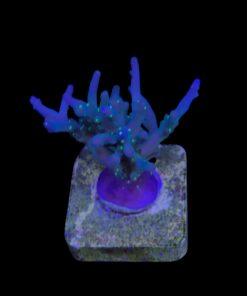 Caroliniana Purple Neon Polyps M
