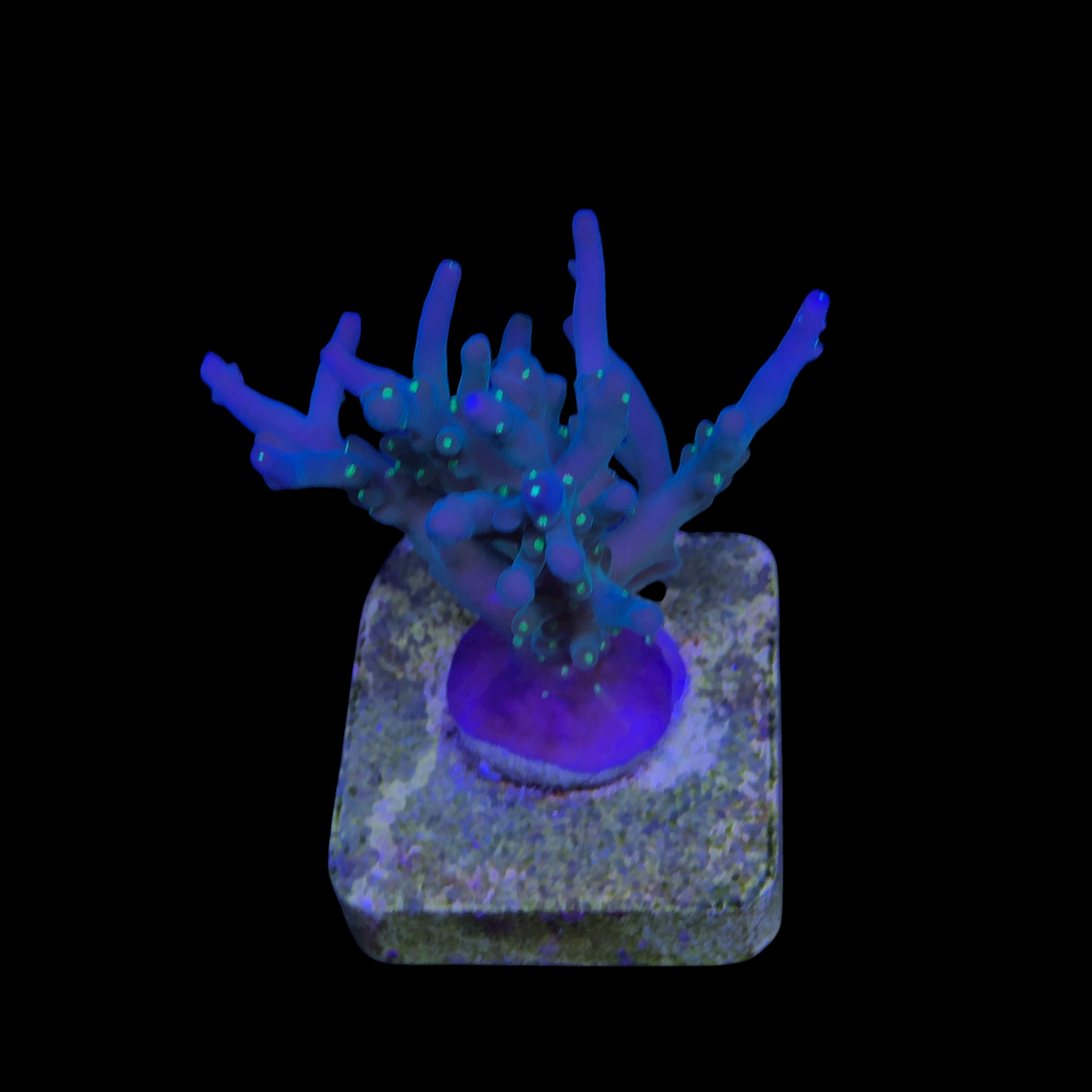 Caroliniana Purple Neon Polyps M