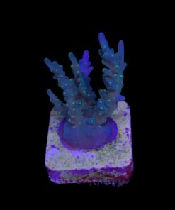 Caroliniana Purple Neon Polyps M