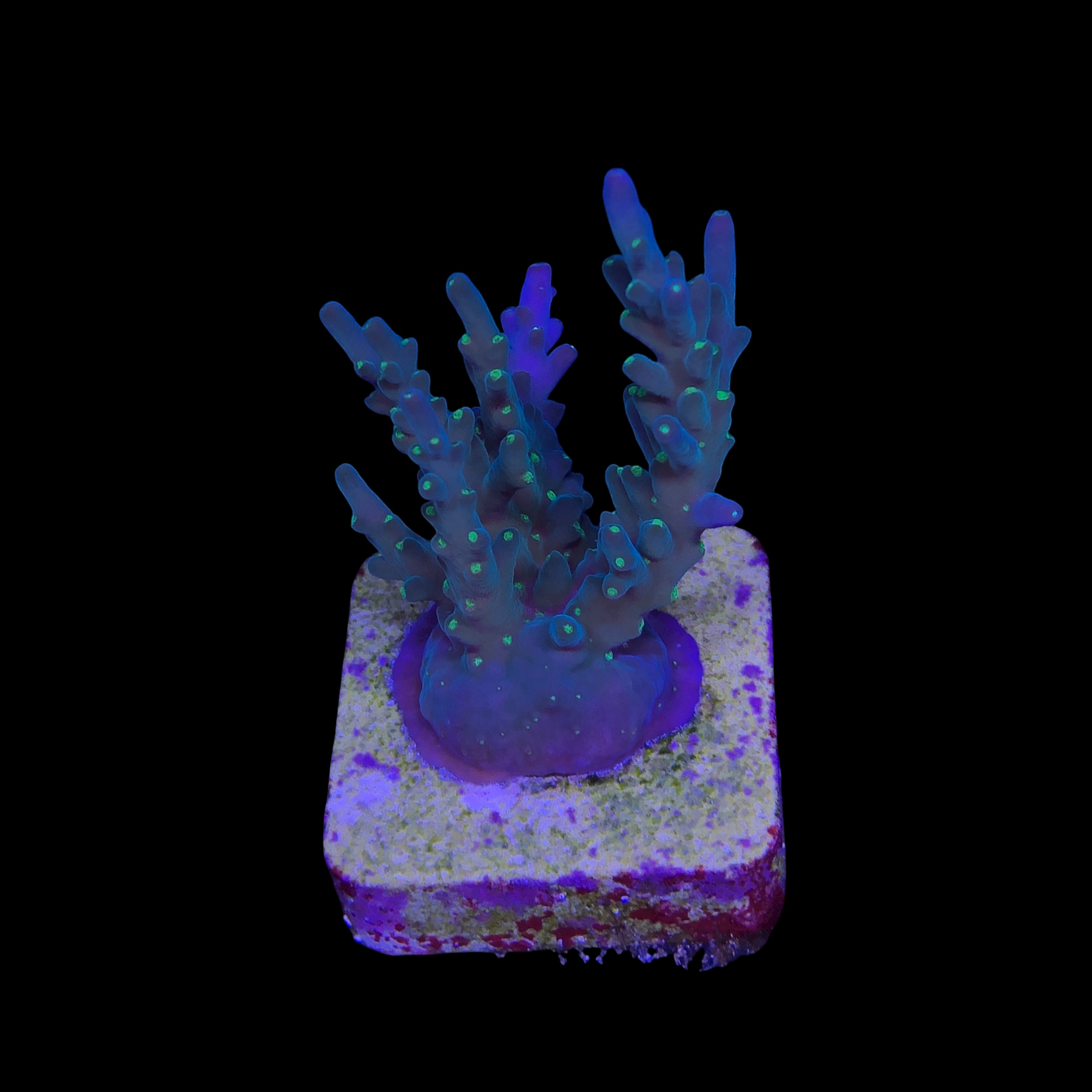 Caroliniana Purple Neon Polyps M