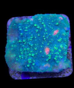 Chalice Green Orange Eye M