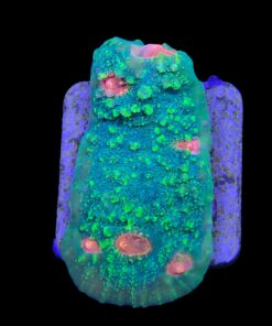 Chalice Green Orange Eye M