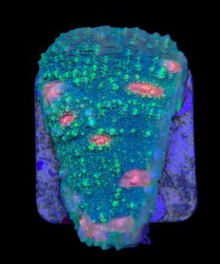 Chalice Green Orange Eye M