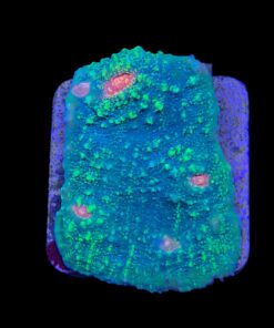 Chalice Green Orange Eye M