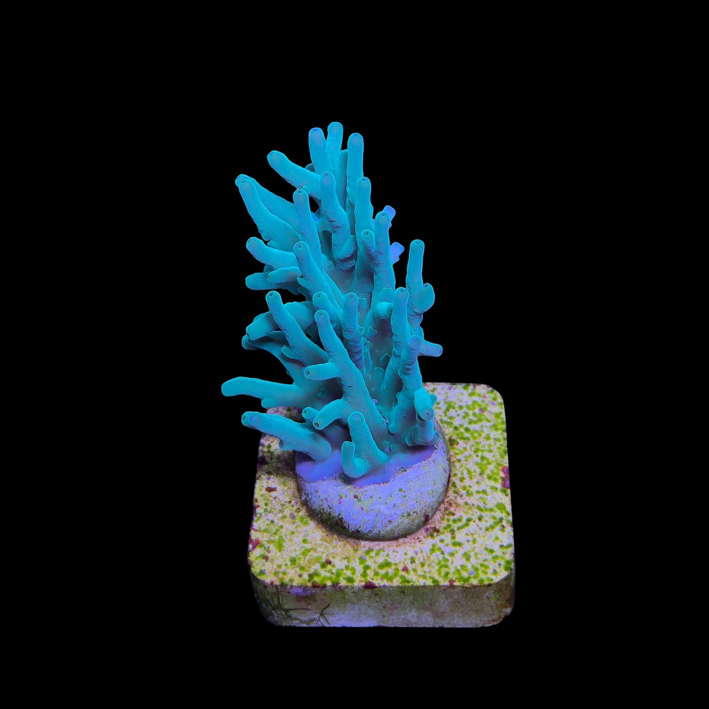 Echinata Green M - Imagem 2