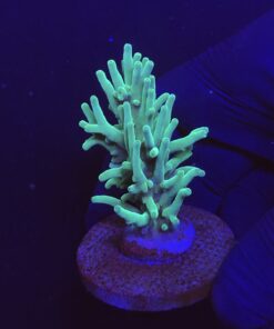 Echinata Green G