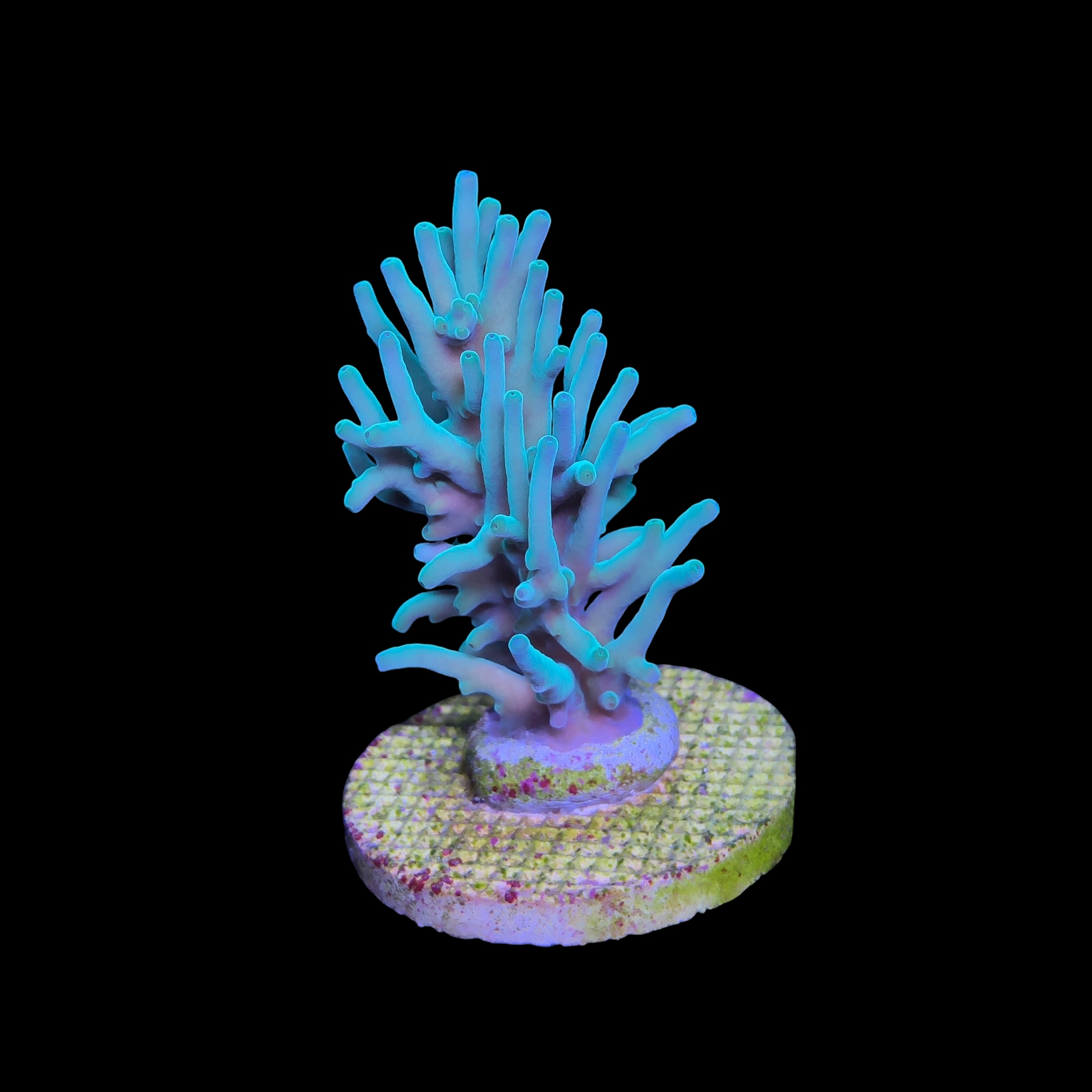 Echinata Green G - Imagem 2