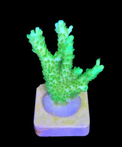 Alternative view of Fantastic Golden G