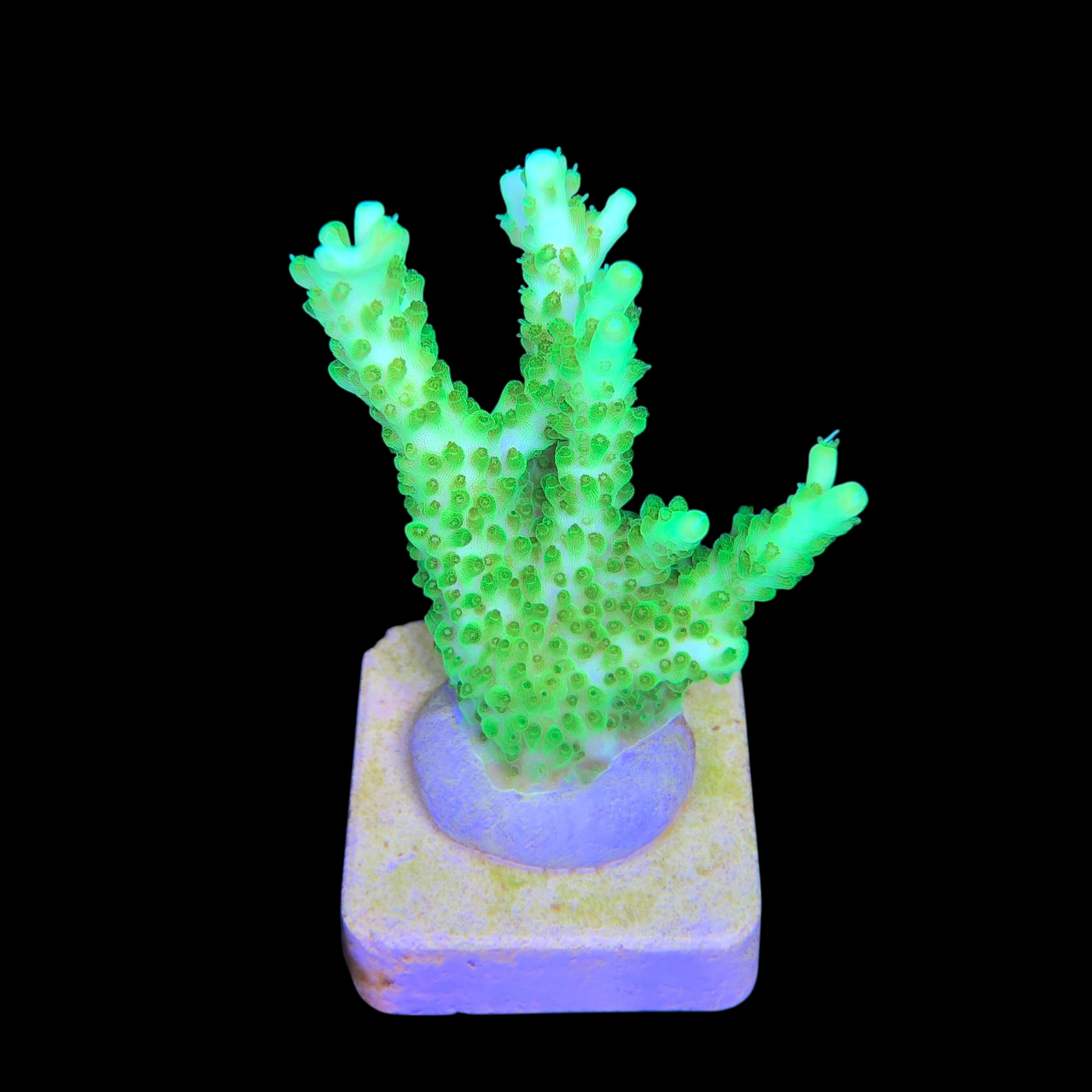 Fantastic Golden G - Imagem 2