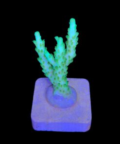 Alternative view of Fantastic Golden M