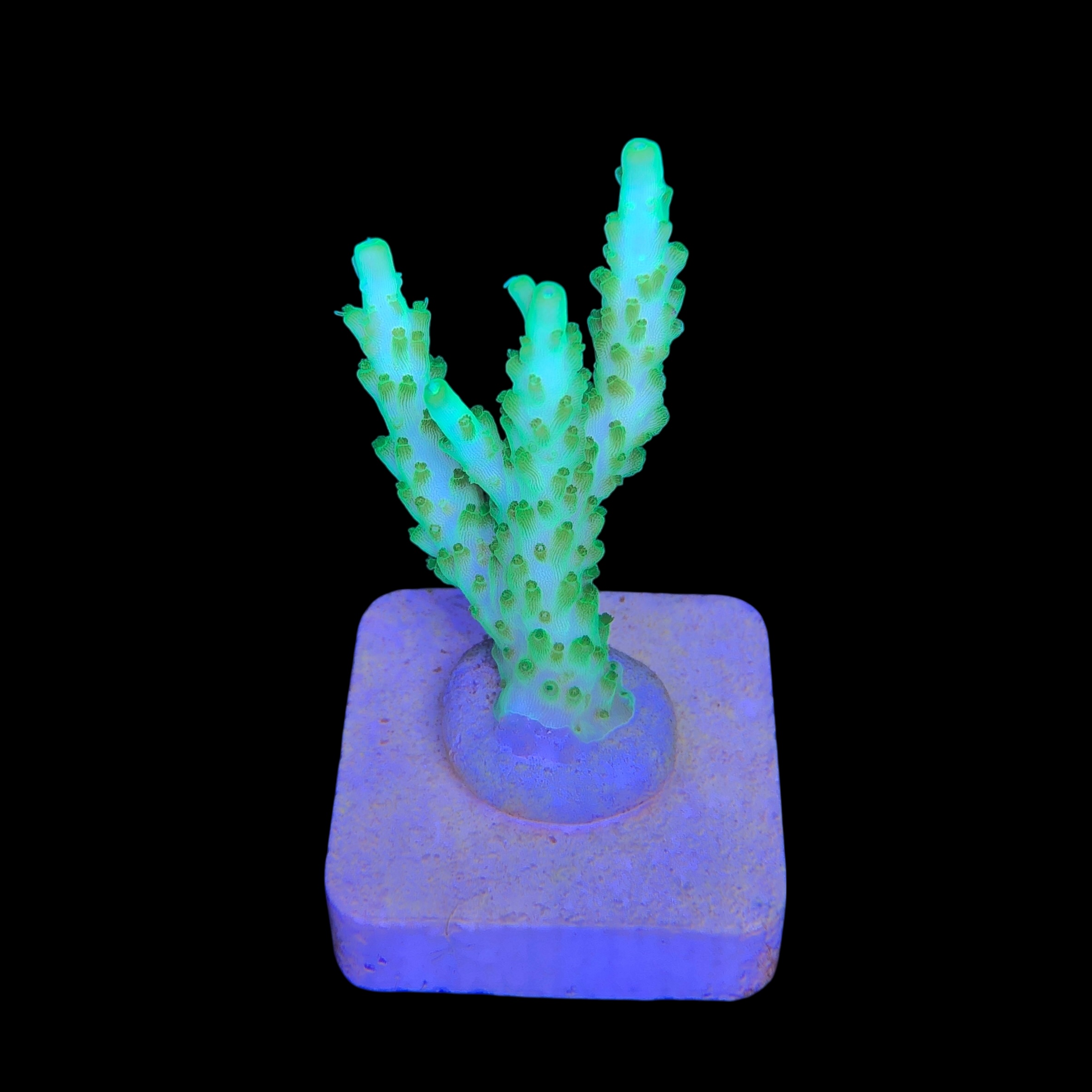 Fantastic Golden M - Imagem 2