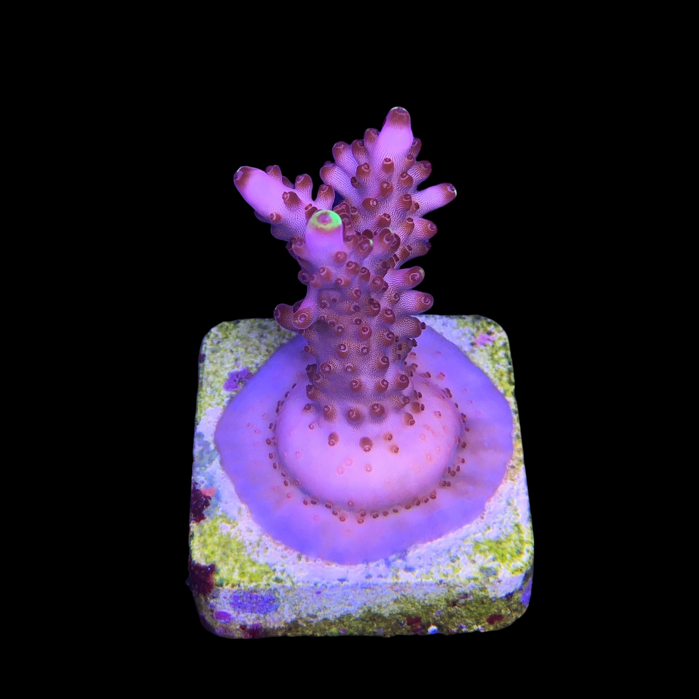 Fox Flame M - Imagem 2