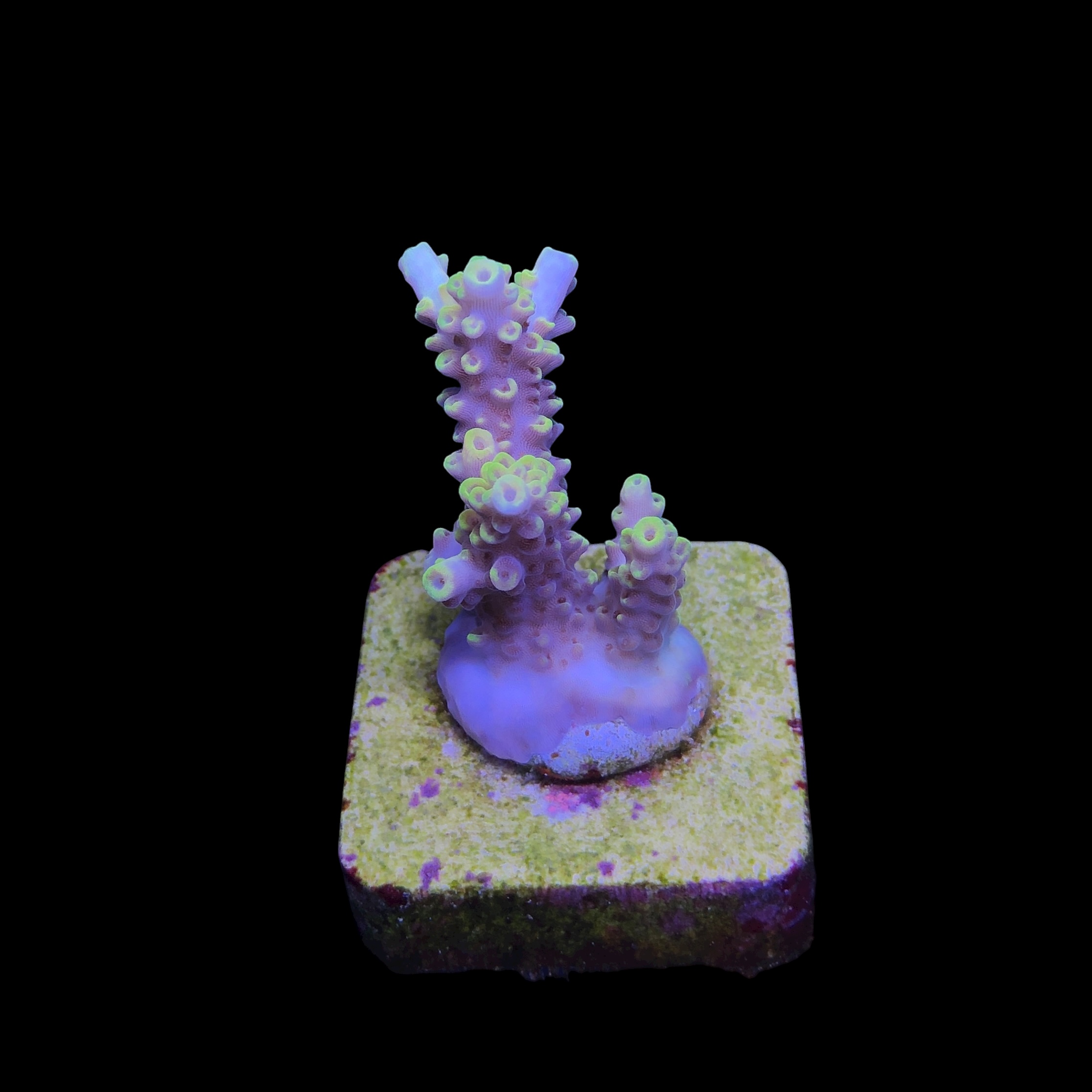 Solar Flame M - Imagem 2