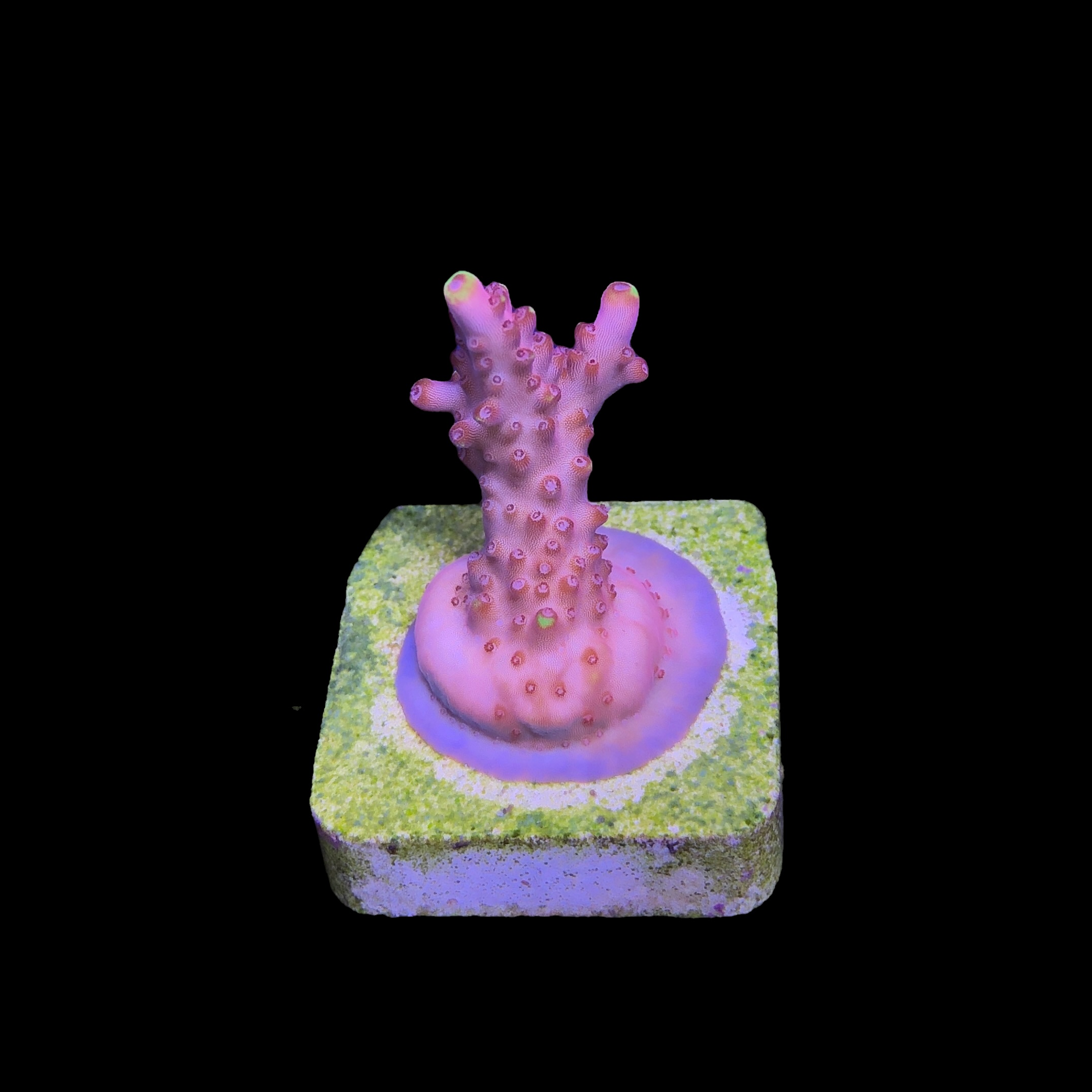 Fox Flame P - Imagem 2