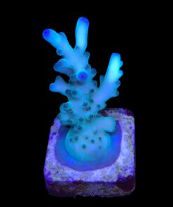 Granulosa Northen Light M