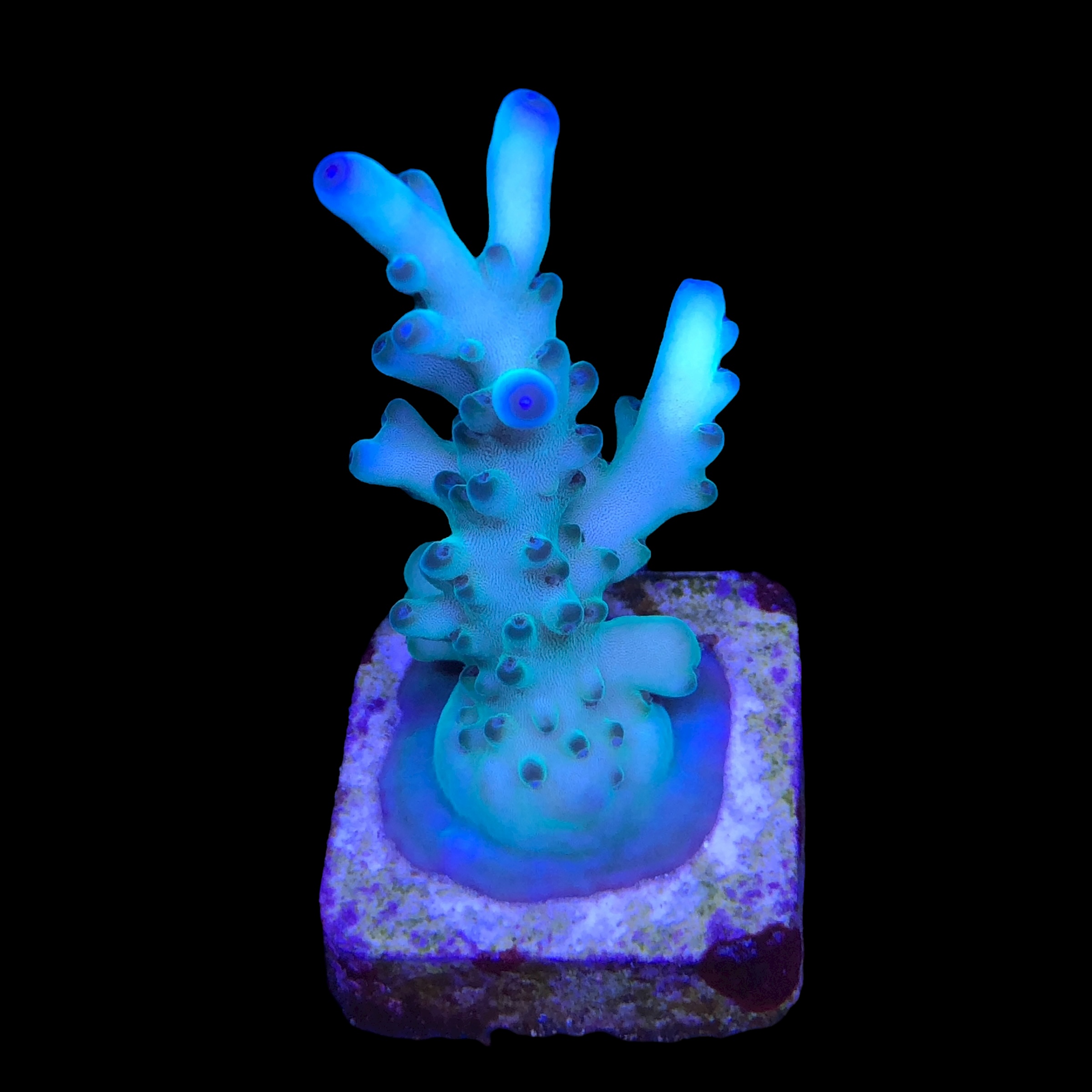 Granulosa Northen Light M