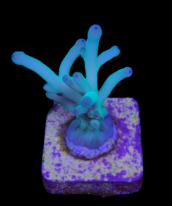 Granulosa Northen Light M