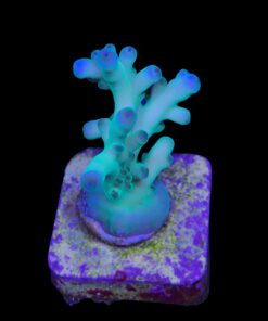 Granulosa Northen Light M