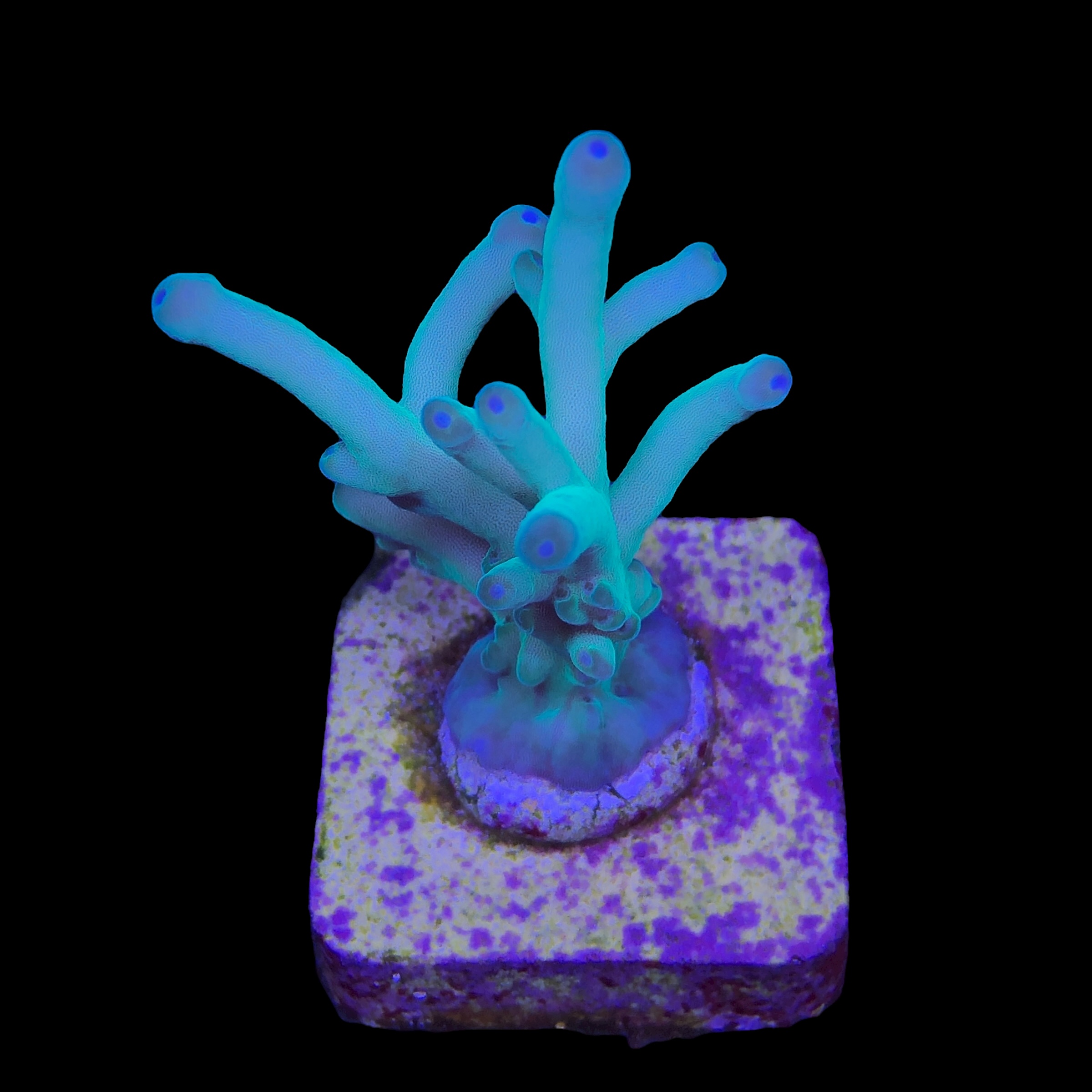 Granulosa Northen Light M