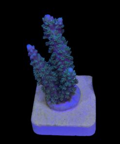 Horrida Green M NOVIDADE