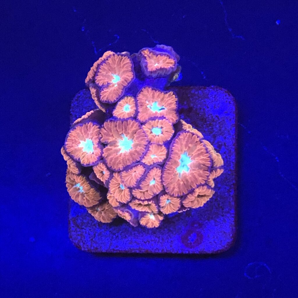 Ocyan