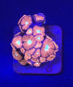 Blastomussa Merletti M