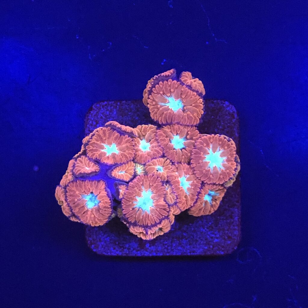 Ocyan