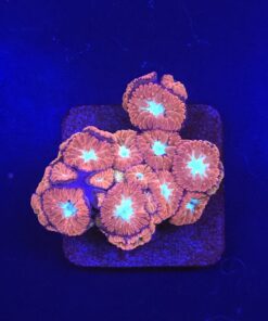 Blastomussa Merletti M