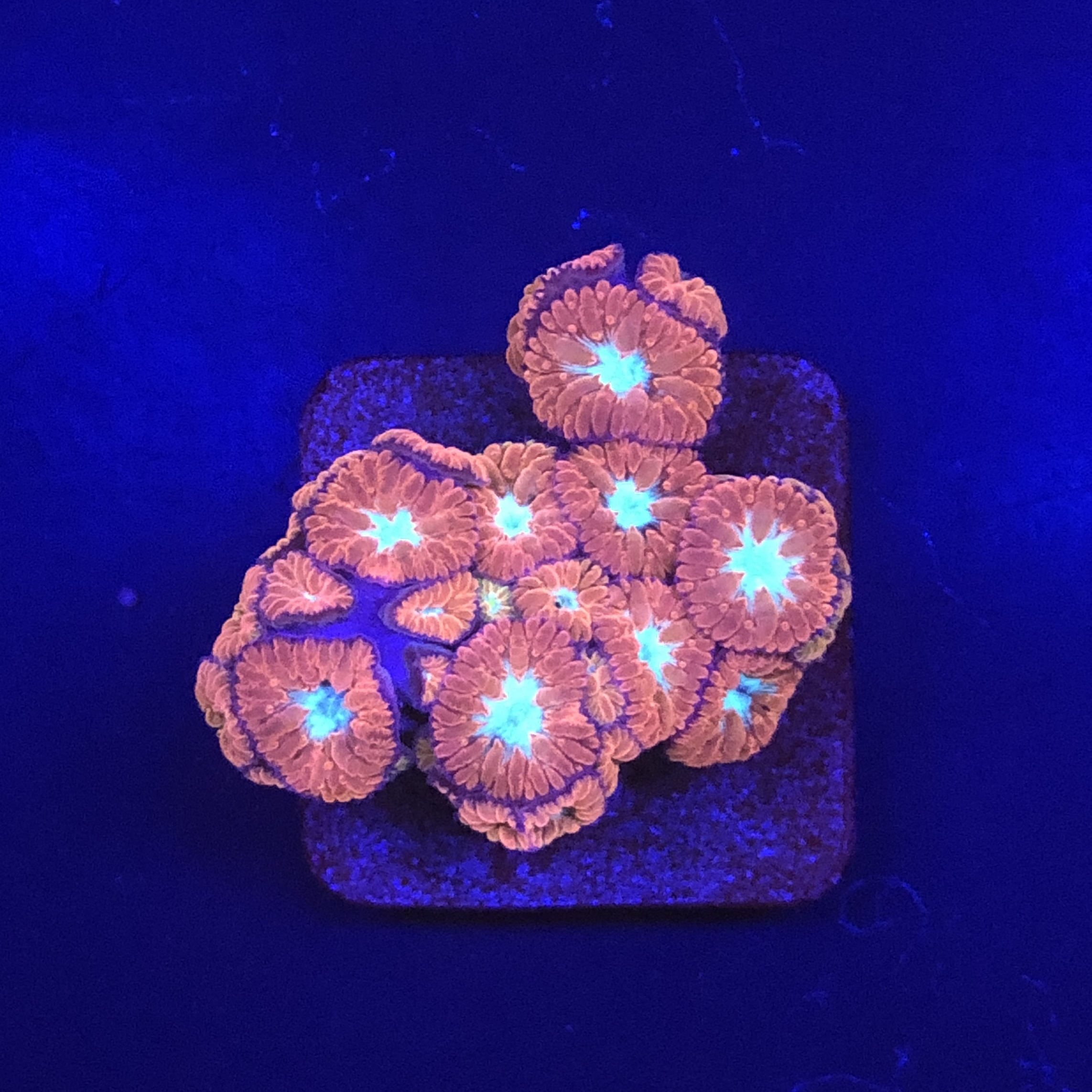 Blastomussa Merletti M