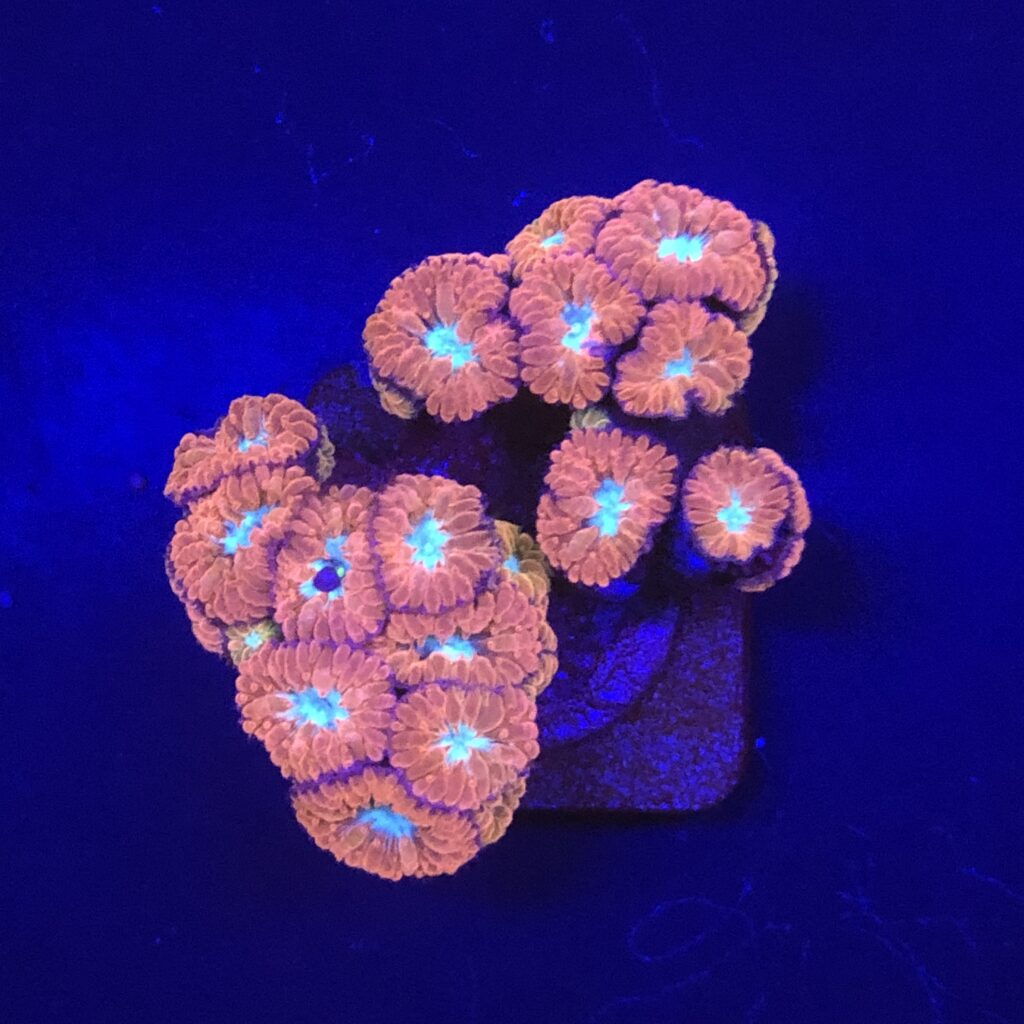 Ocyan