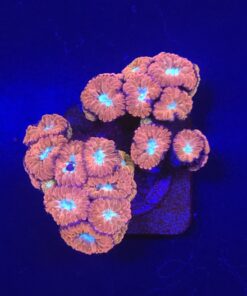 Blastomussa Merletti M