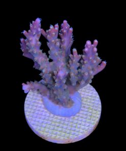 Alternative view of Insignis Mini Colônia