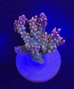 Insignis Mini Colônia