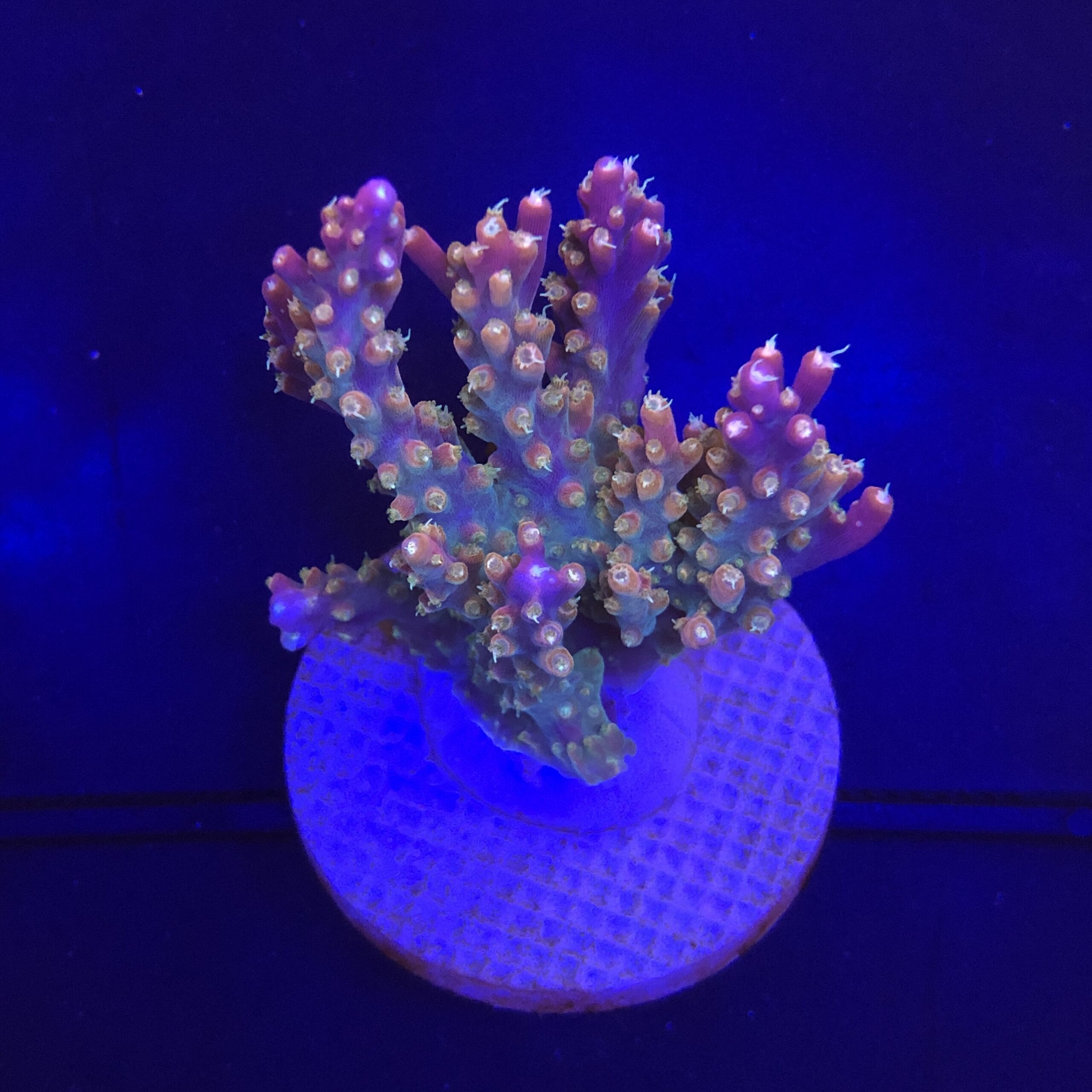 Insignis Mini Colônia