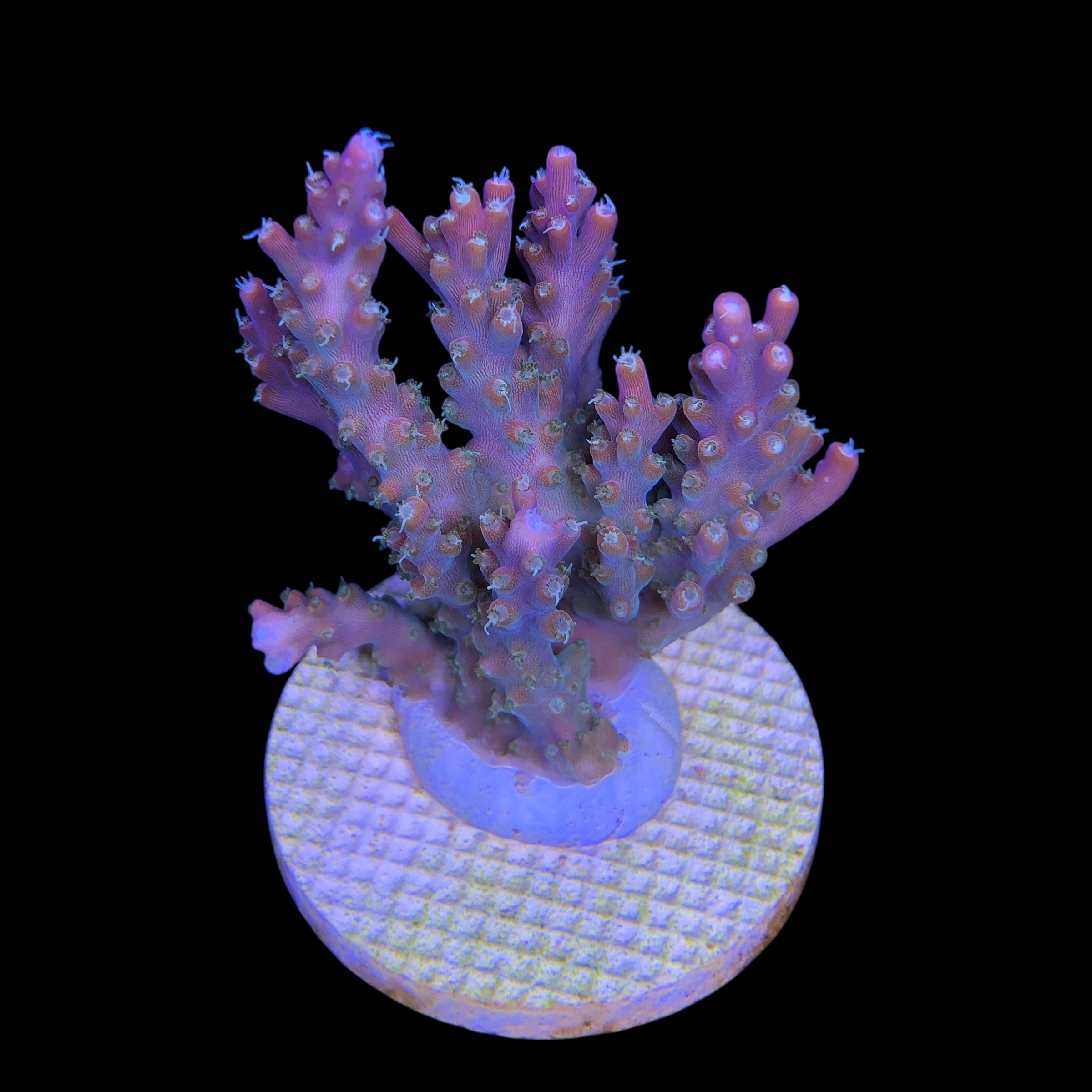 Insignis Mini Colônia - Imagem 2