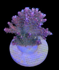 Alternative view of Insignis Mini Colônia