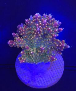 Insignis Mini Colônia