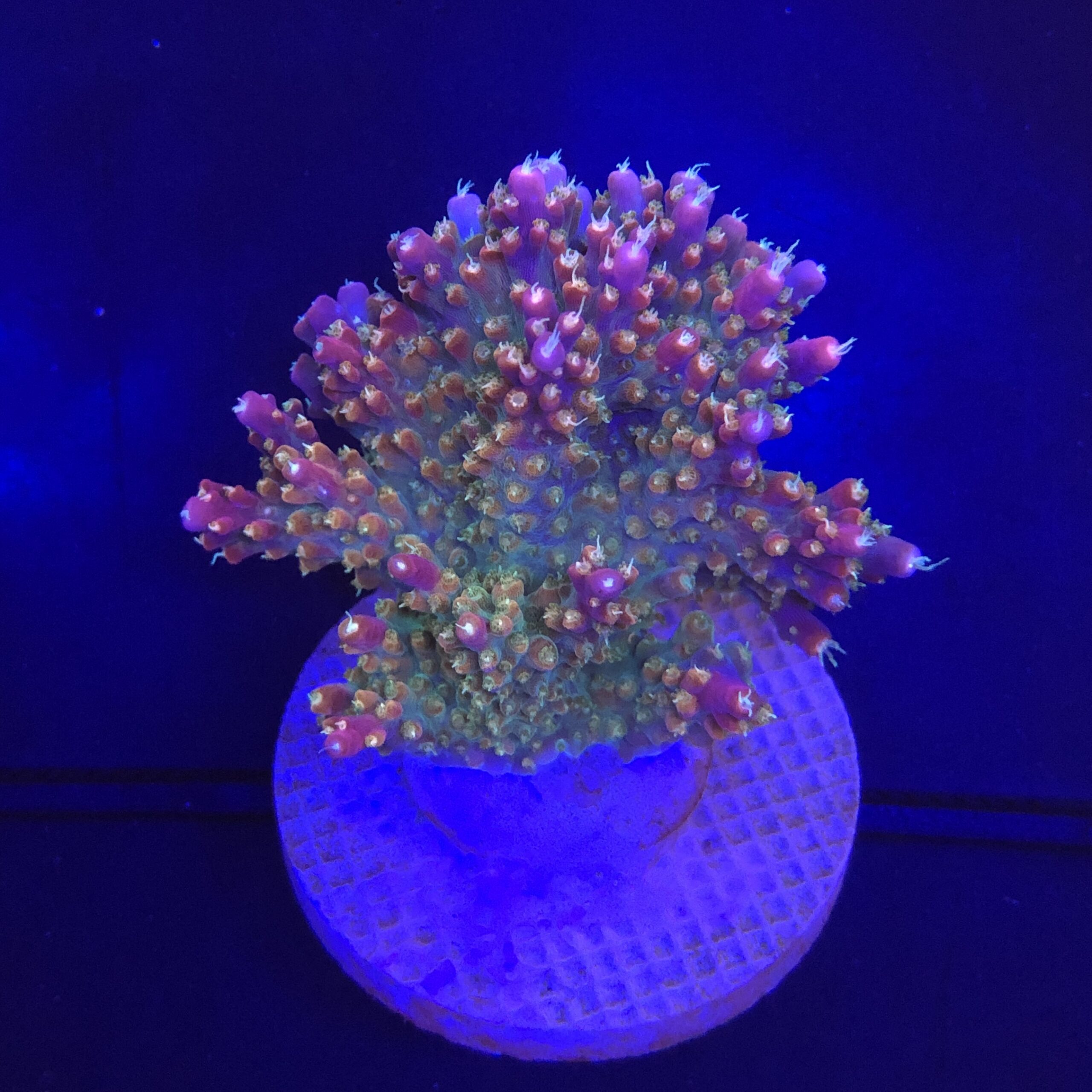 Insignis Mini Colônia